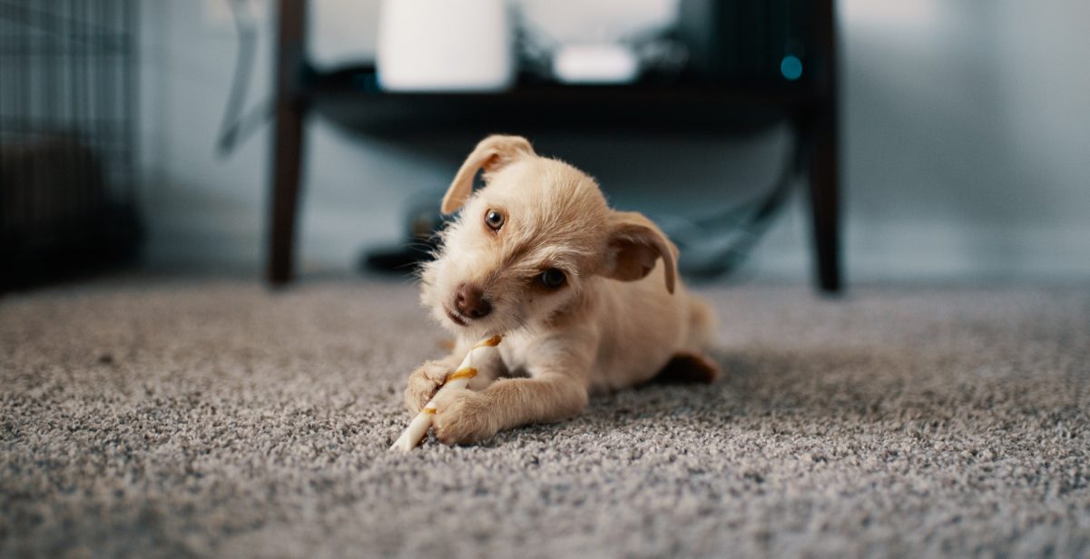 Puppy laying on a carpet