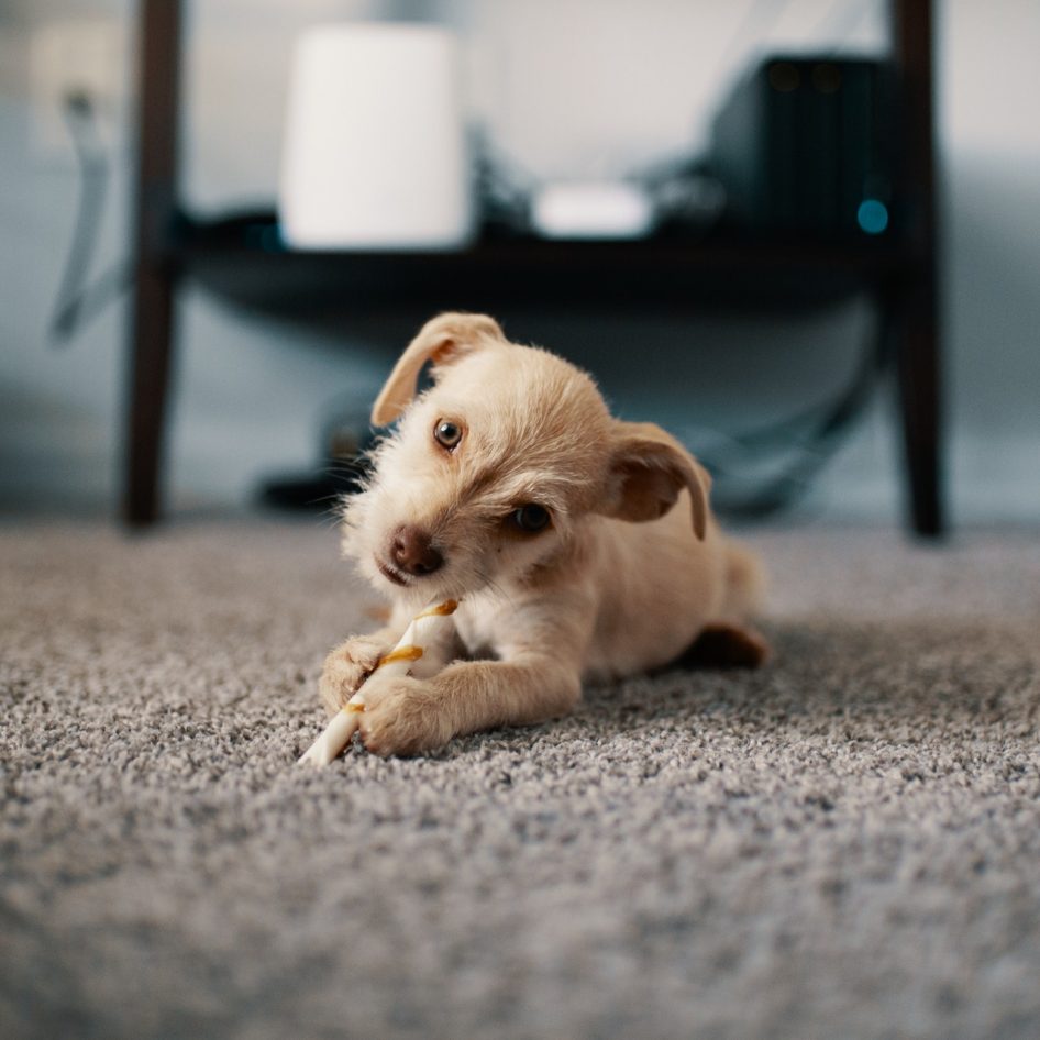 Puppy laying on a carpet