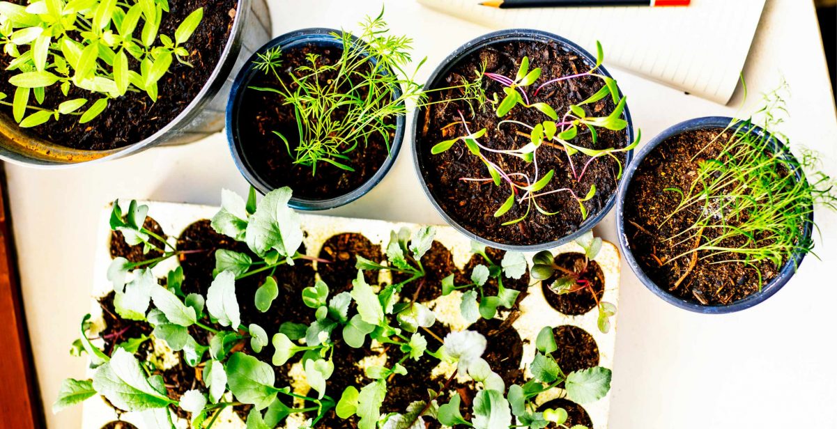 organic vegetable seedlings