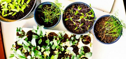 organic vegetable seedlings