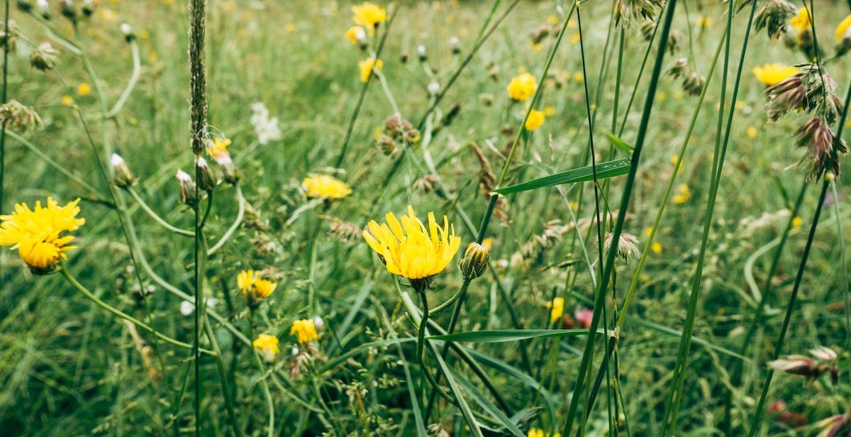 yellow wildflowers, grass