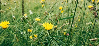 yellow wildflowers, grass