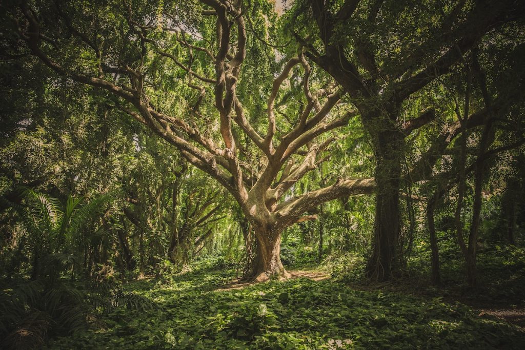 tree, forest