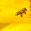 bee flying, large yellow flower