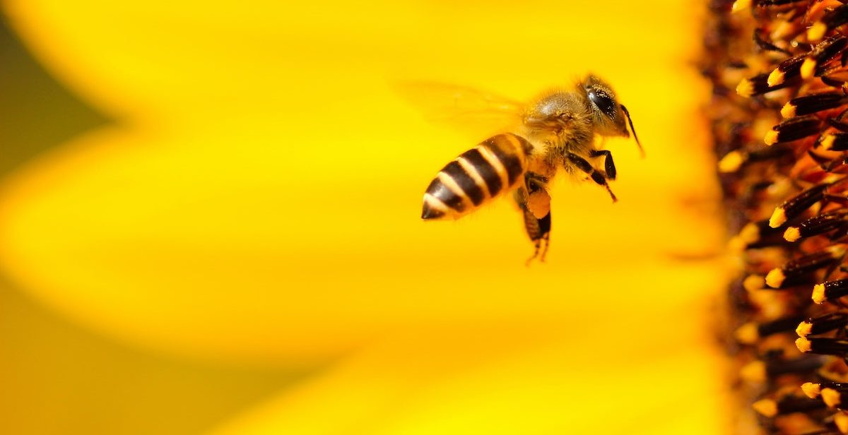 bee flying, large yellow flower