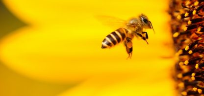 bee flying, large yellow flower