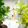 bamboo toothbrushes, plants, bathroom
