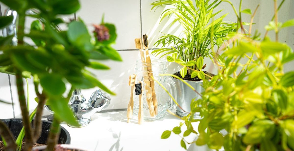 bamboo toothbrushes, plants, bathroom