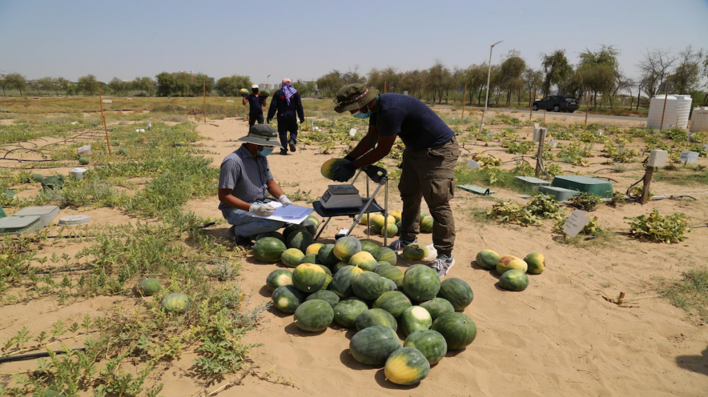 Watermelons being harvested in desert