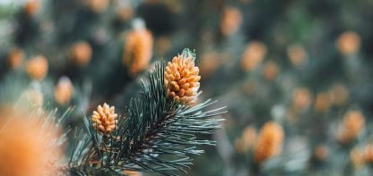 fir tree with needles