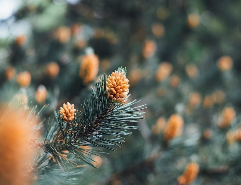 fir tree with needles