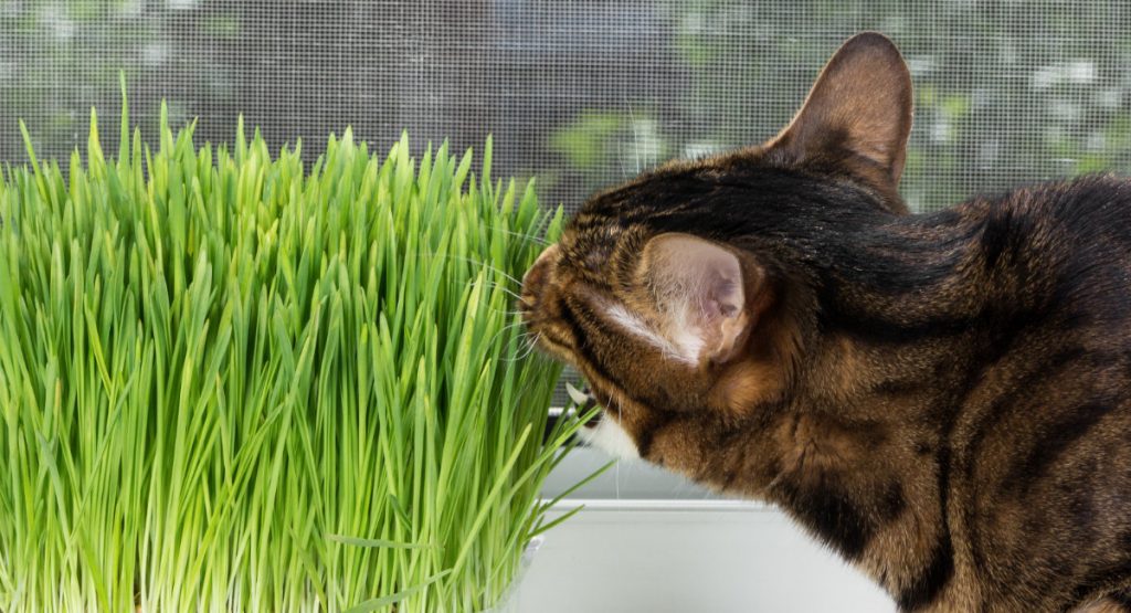 Cat eating catnip