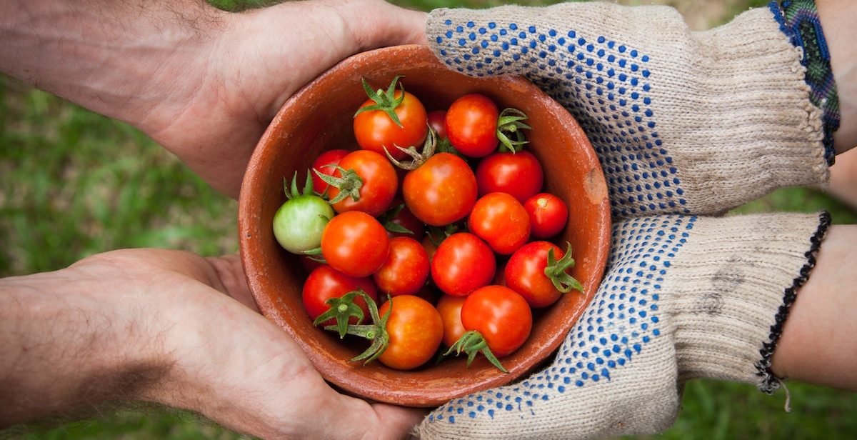 bowl of tomatoes, two pairs of hands