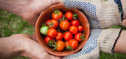 bowl of tomatoes, two pairs of hands