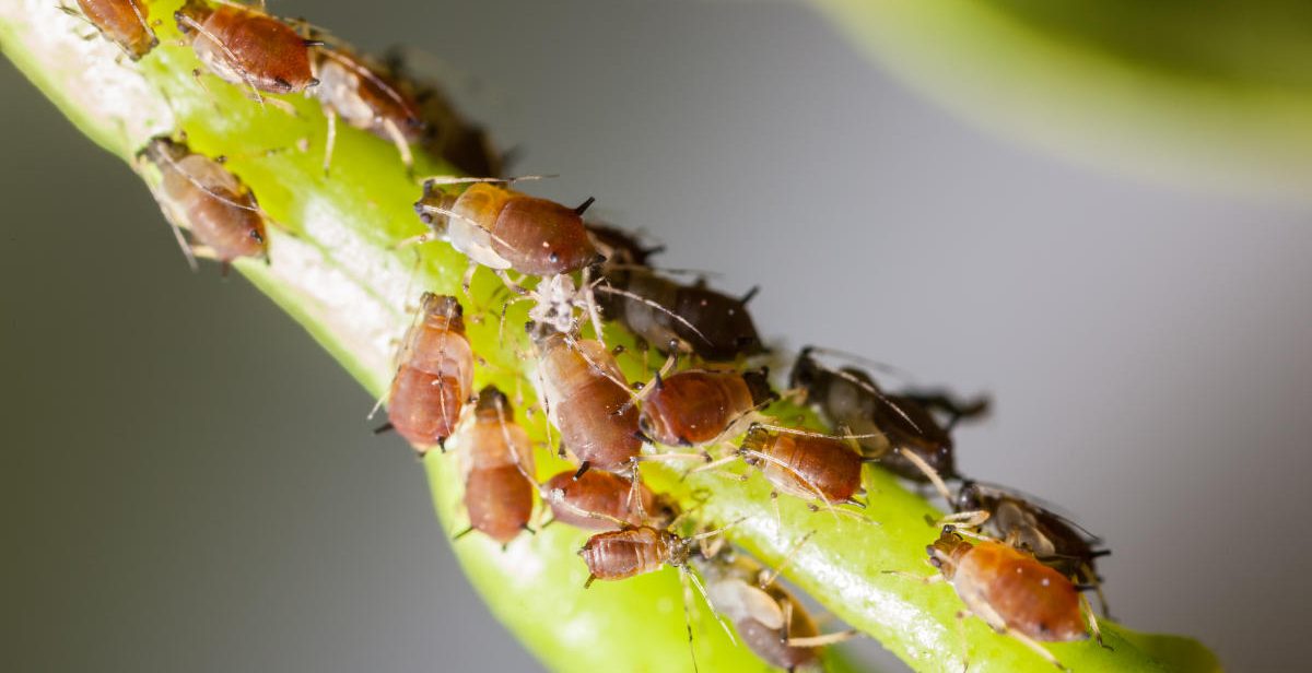 Aphids on a stem