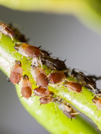 Aphids on a stem