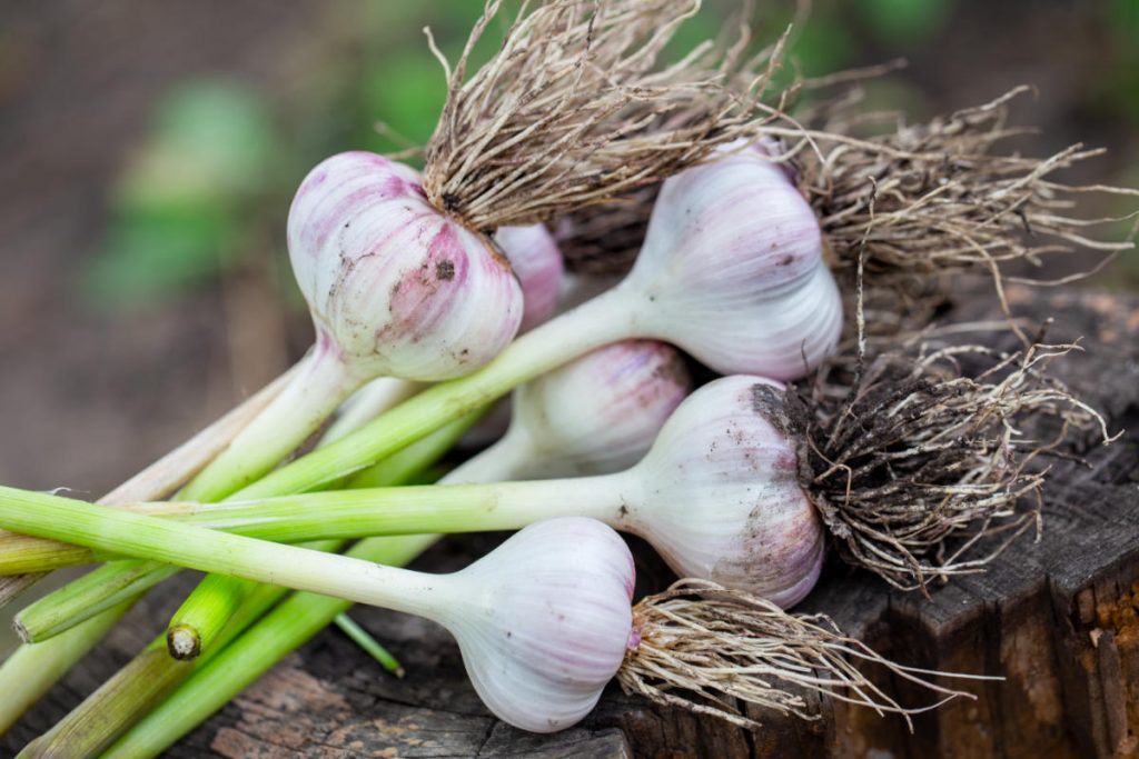 Garlic looks gorgeous when pulled out for harvest