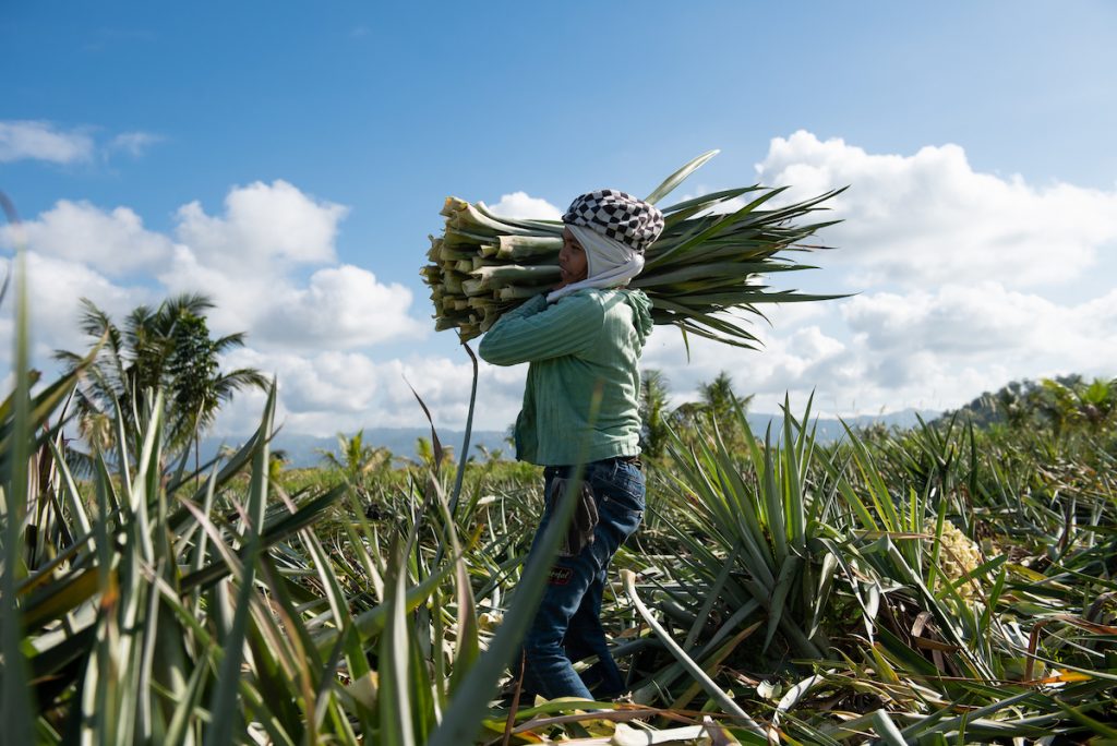 Man gathers pineapple leaves