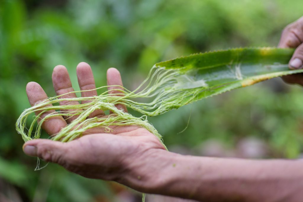 A hand holds fibrous pineapple leaf