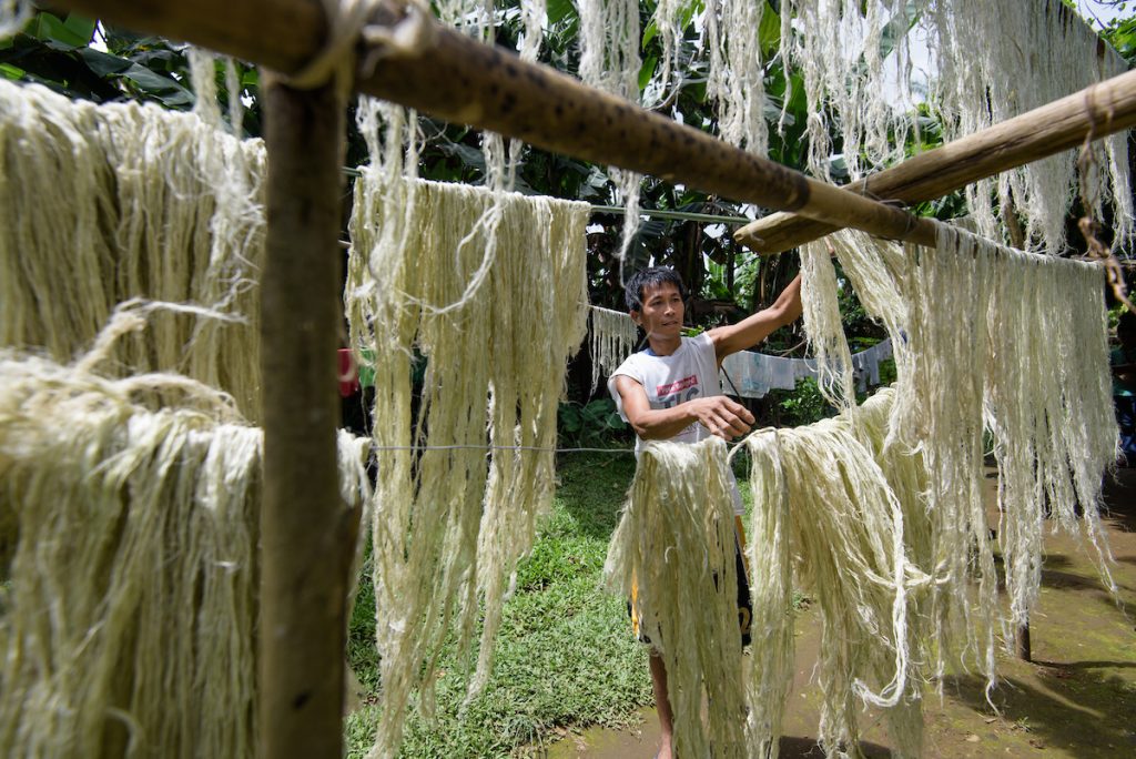 Man hangs up pineapple leaf fibres to dry in the sun