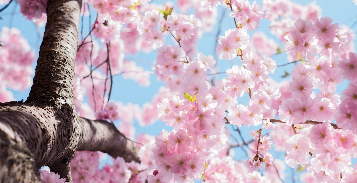 Pink blossom