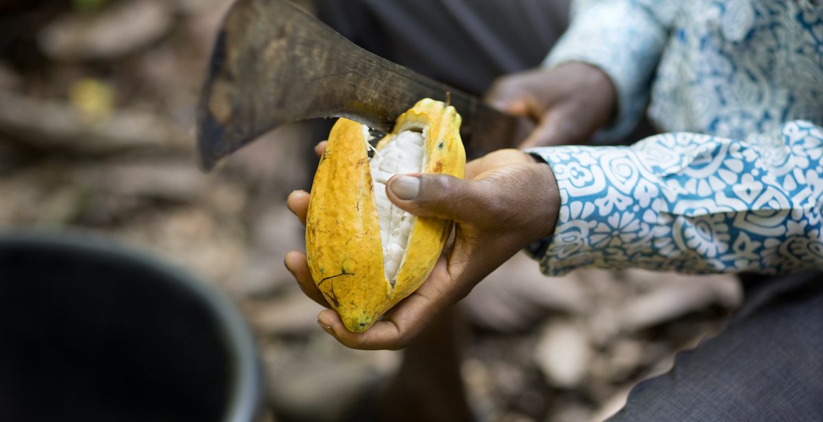 Cocoa bean and knife