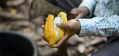 Cocoa bean and knife