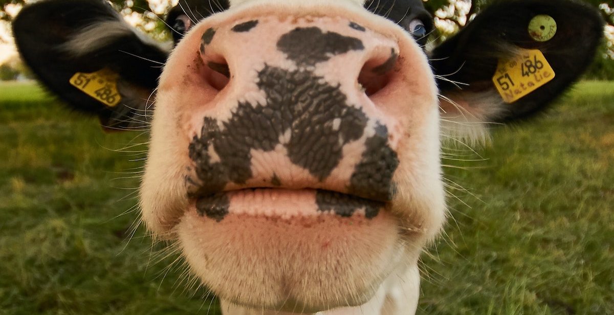 Cow