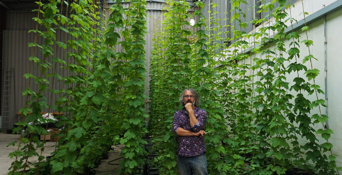 Man stands next to high hop plants