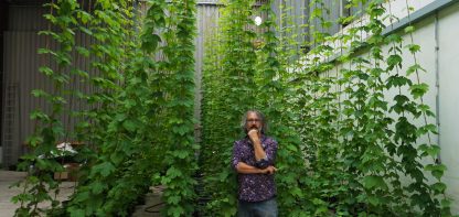 Man stands next to high hop plants