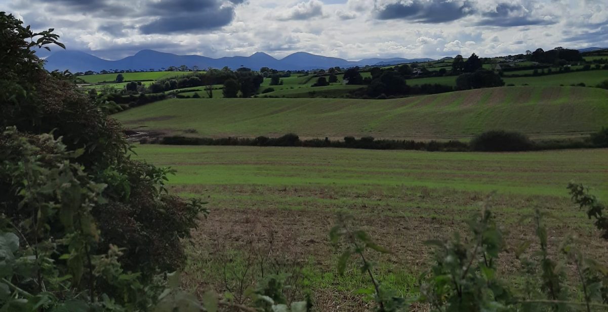 Green field on a sunny day