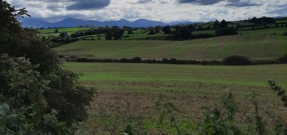 Green field on a sunny day