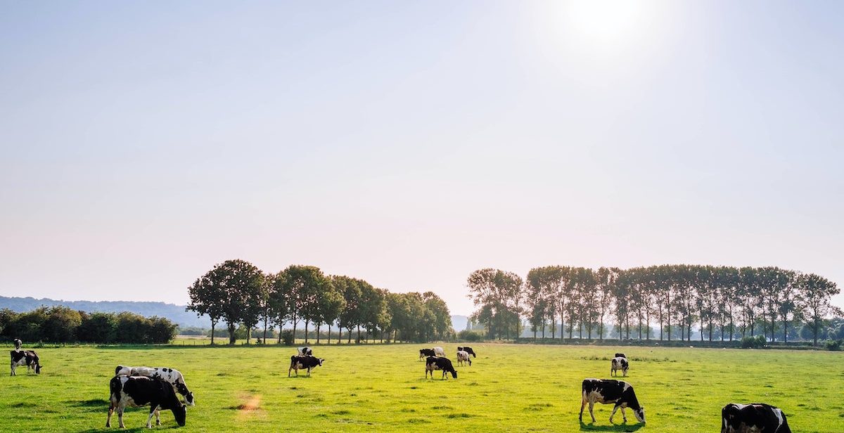 Cows in a field