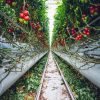 Vertical farm with tomatoes