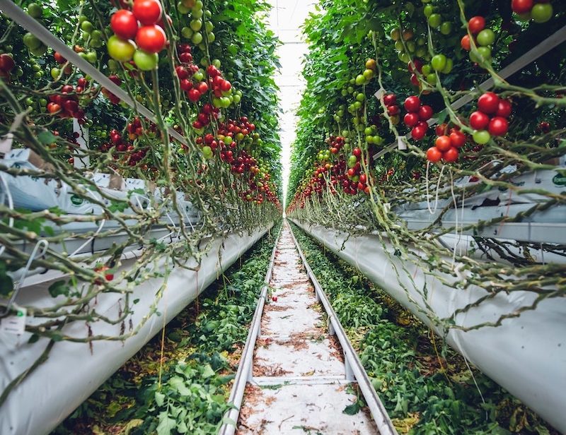 Vertical farm with tomatoes