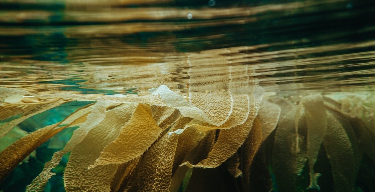 Seaweed in ocean