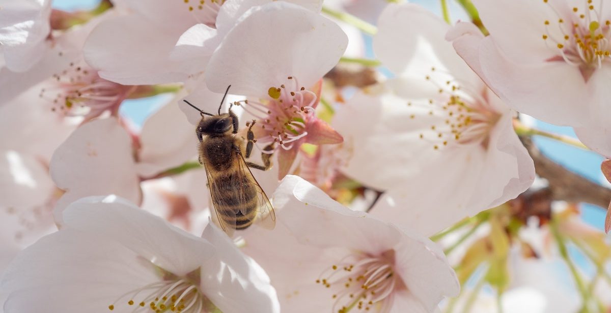 Bee in blossom