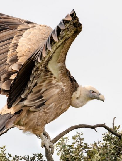 Vulture
