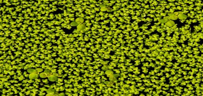 Pondweed