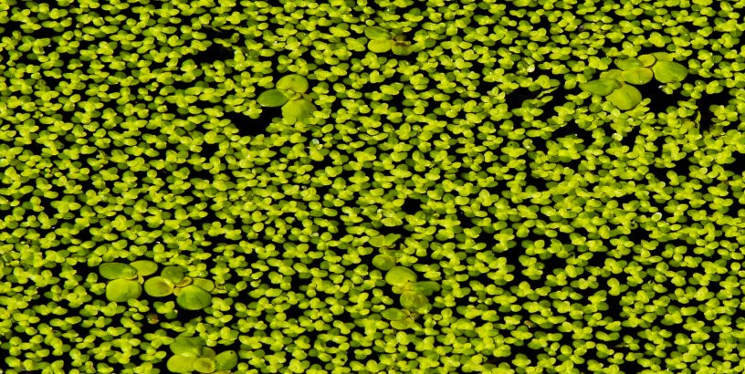 Pondweed
